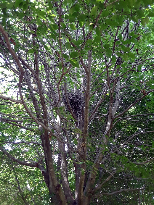 hawk nest 2