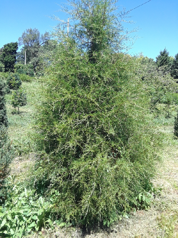 native juniper 2