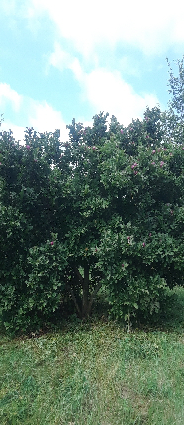 deciduous magnolia 1