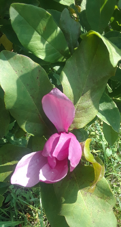 deciduous magnolia 2