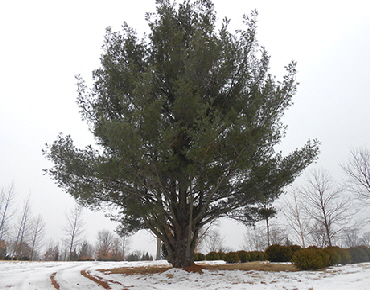 Eatern White Pine planted in 1987