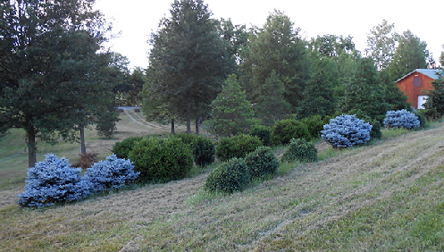 Globe Blue Spruce