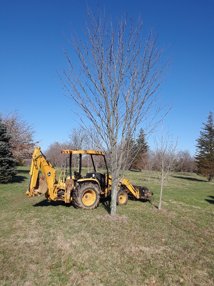 American Yellow Wood. Sometimes they don't flower until they are 20 years old.