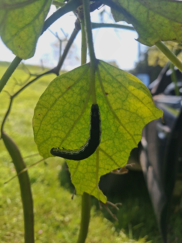 Catalpa Worm Bait