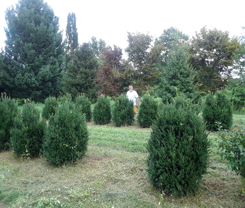 American Boxwood