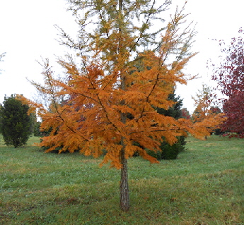 American Larch