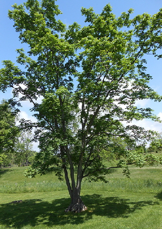 Amur Cork Tree