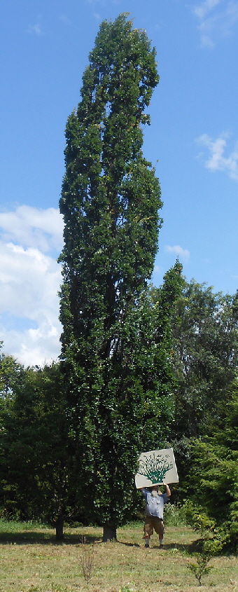 Columnar English oak