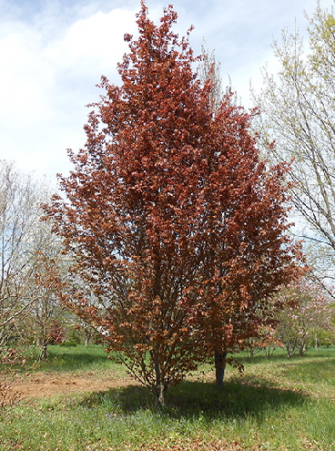 Copper Beech