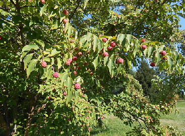 Fruit of the Cornus Kosa