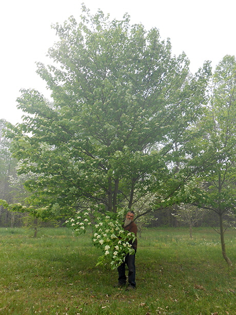 Giant Dogwood