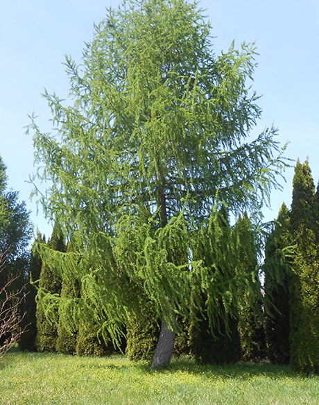 Japanese Larch