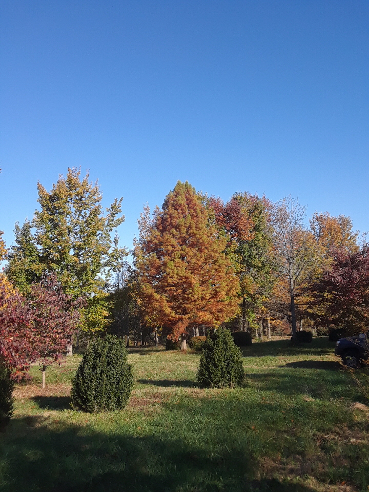 bald cypress