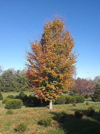 upright beech