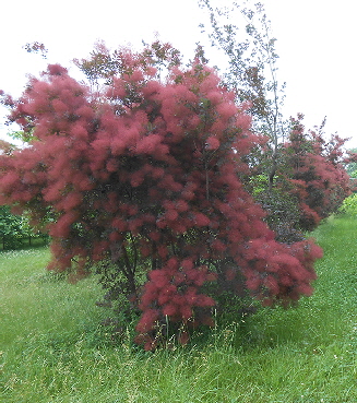 Purple Smoke Tree