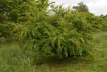 Weeping Katsura