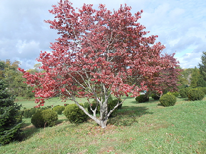 White flowering dogwood