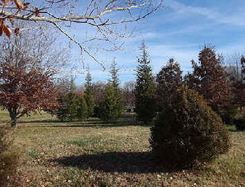 cedar of lebanon