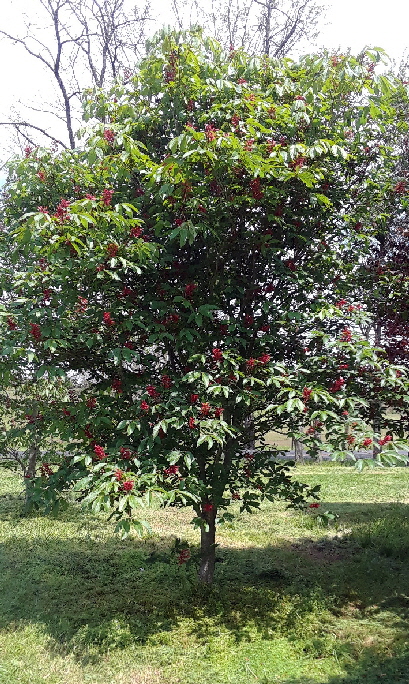 red flowering buckeye