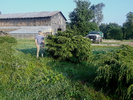 weeping hemlock