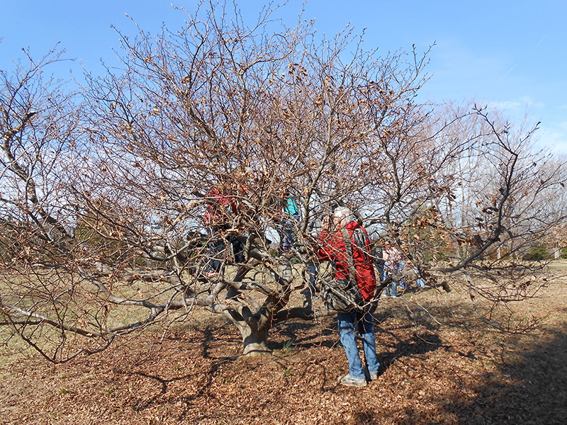 climbing tree 2