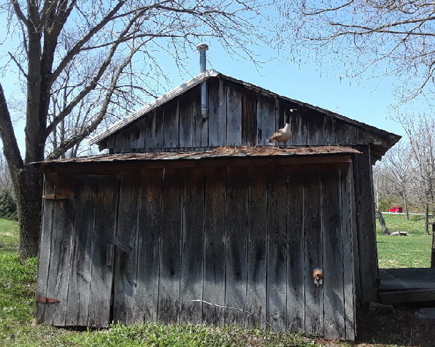 goose on a roof cropped