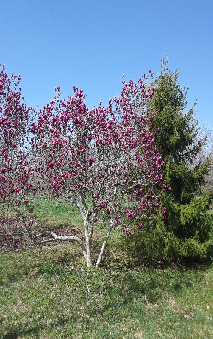 mary webb tree