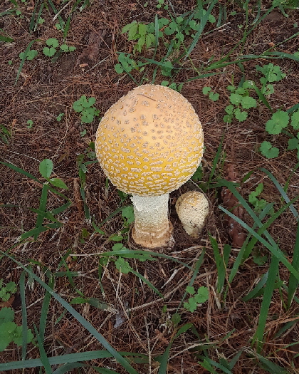 mushroom 1