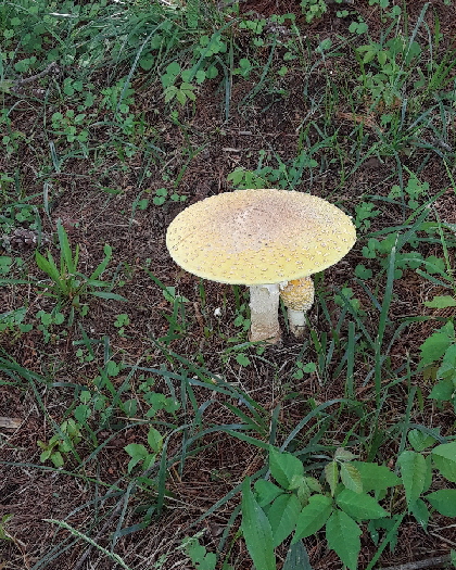 mushroom2