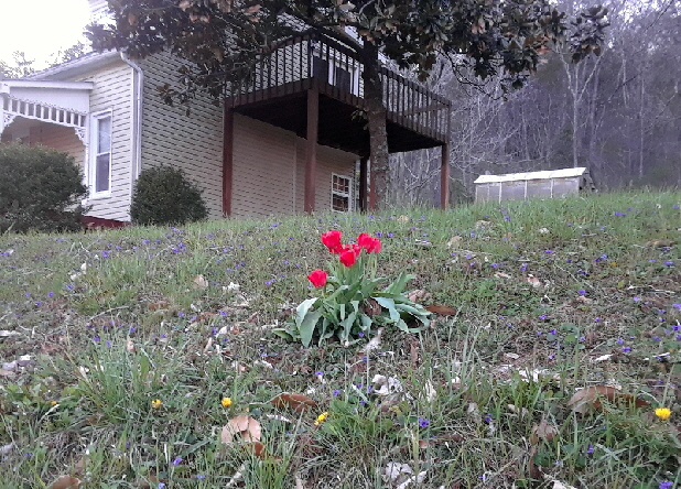 tulips cropped