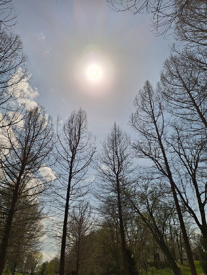 eclipse at the nursery